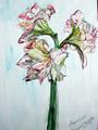 Amaryllis