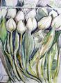 wei�e Tulpen