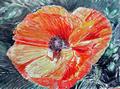 Orangefarbener Mohn