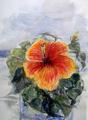 Hibiskus