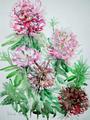 Rhododendren
