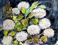 Wei�e Hortensien
