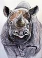 Spitzmaulnashorn