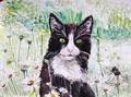 Kater in Margeritenwiese