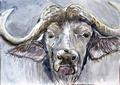 Afrikanischer B�ffel