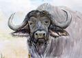 Afrikanischer B�ffel