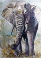 Afrkanischefr Elefant