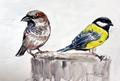 Sperling und Blaumeise