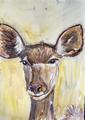 Impala