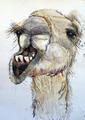Kamel