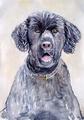 Samson