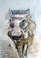 Warzenschwein